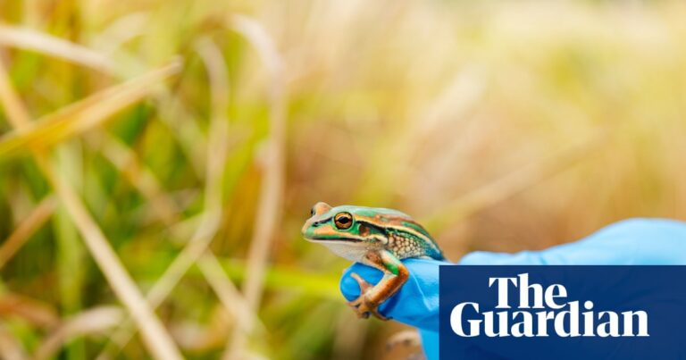 scientists-reintroduce-extinct-frogs-to-australian-wetlands