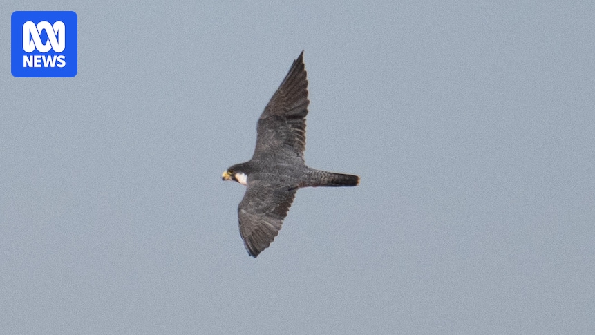 siberian-peregrine-falcon-spotted-in-central-australia-setting-new-records