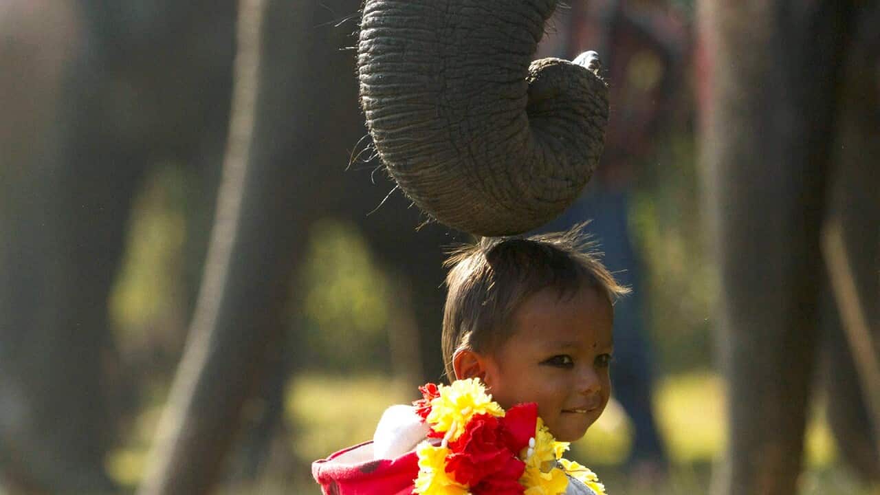 the-secret-behind-elephants-grace-whiskers-and-their-role-in-robotics