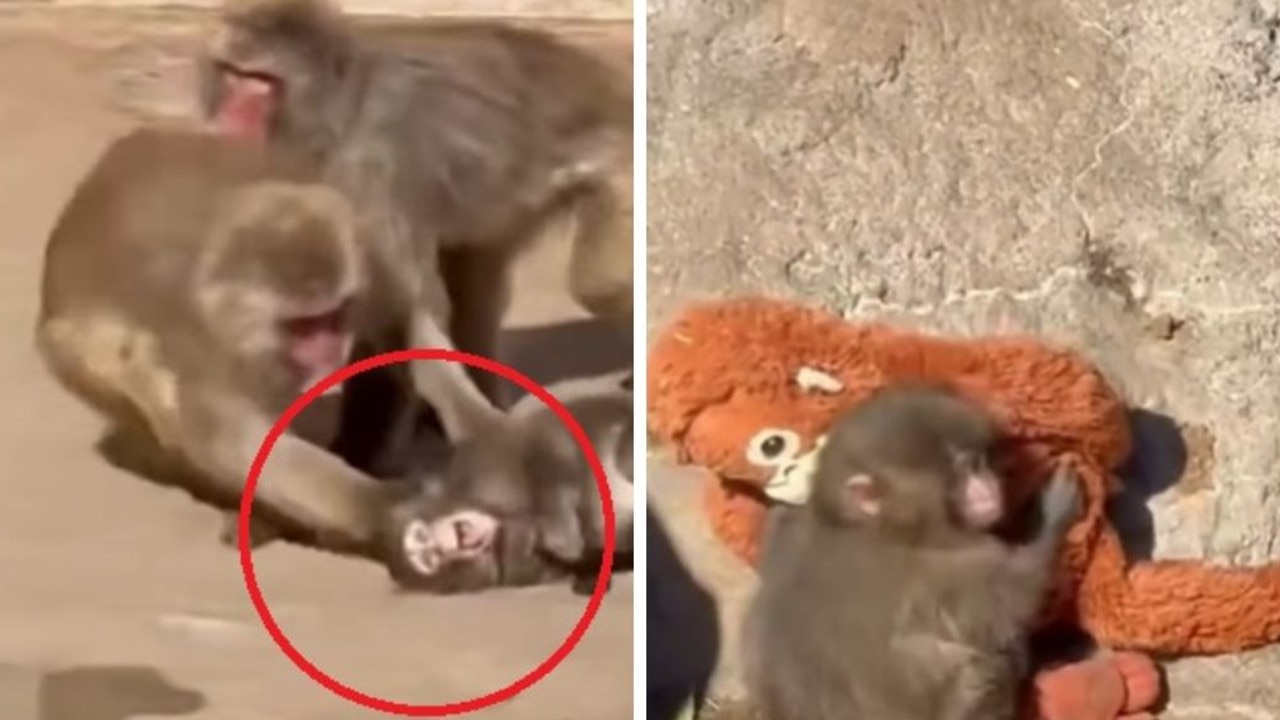 viral-monkey-punch-finds-comfort-amid-social-struggles-at-japanese-zoo