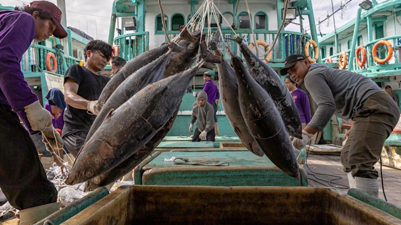allegations-of-forced-labor-in-tuna-industry-spark-global-concern