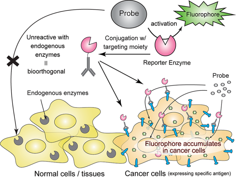 breakthrough-in-tumor-imaging-fluorescence-probe-and-engineered-enzymes