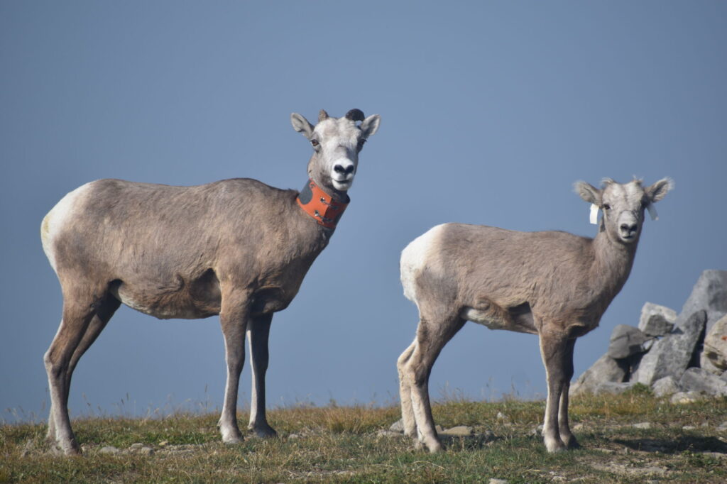 dna-tools-revolutionize-wildlife-conservation-by-detecting-inbreeding-risks