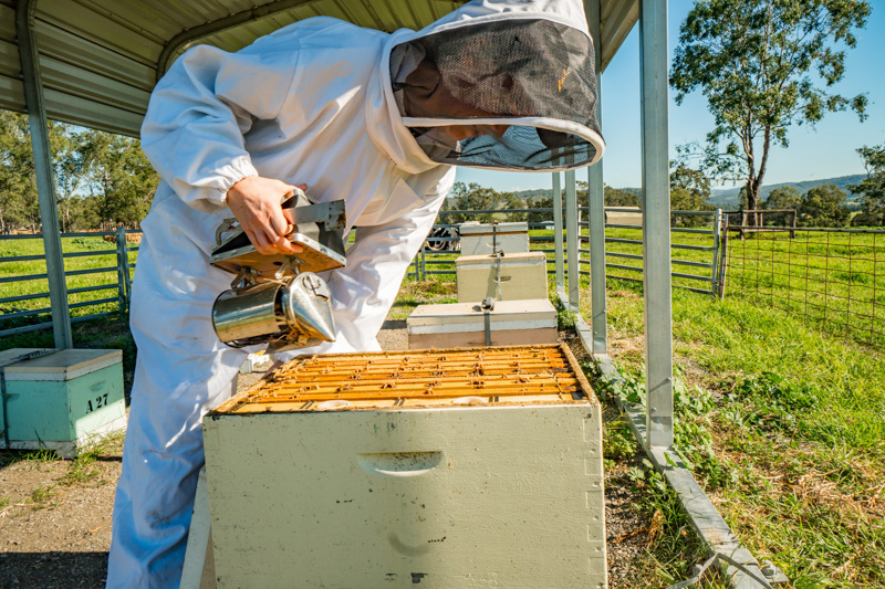 hawkesbury-s-role-in-pioneering-honey-research-unveiled