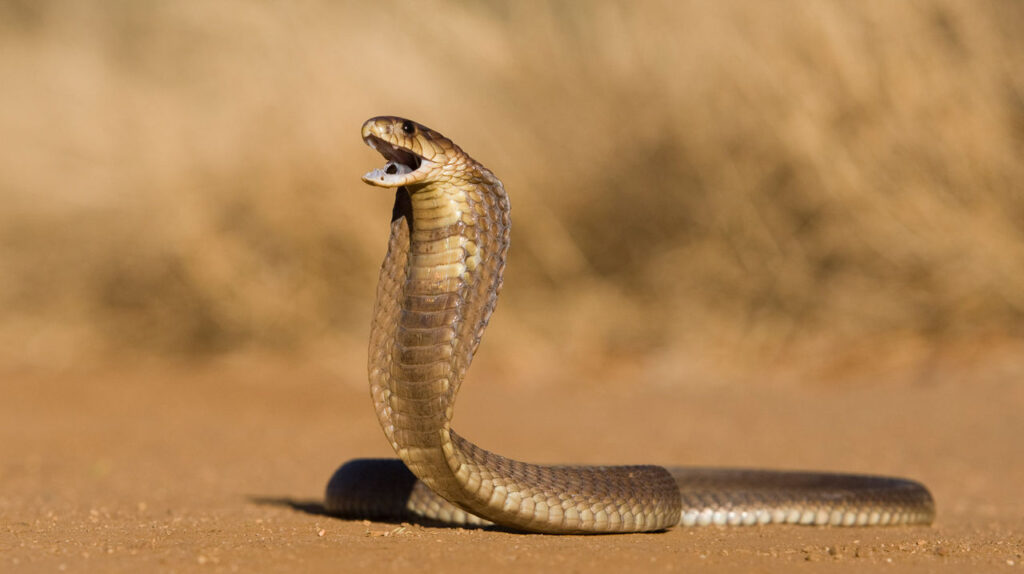 Snouted cobra