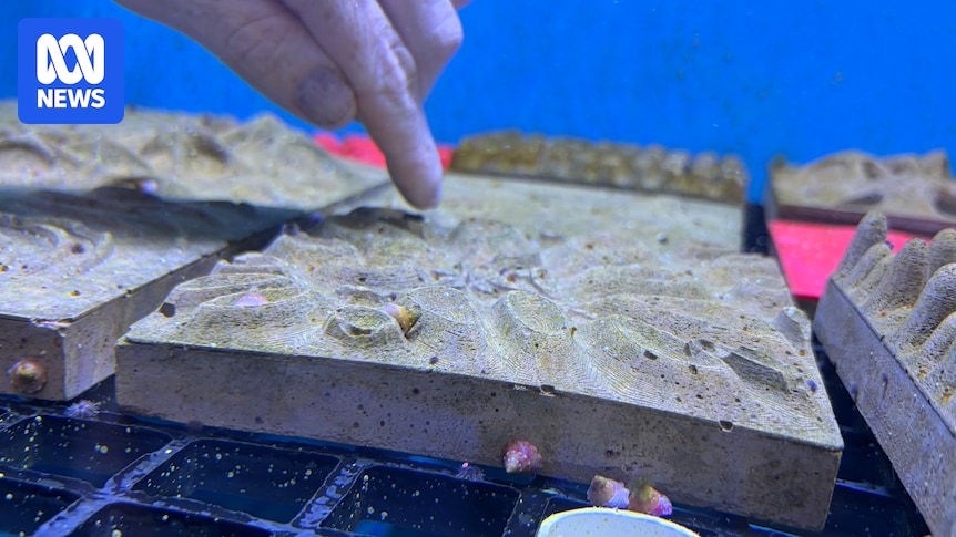 innovative-coral-structures-aim-to-boost-reef-restoration-efforts-1