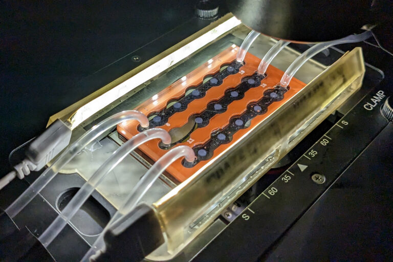 marine-snow-the-ocean-s-carbon-sink-under-microscope