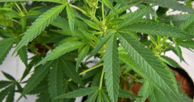 medicinal-cannabis-debate-intensifies-amid-new-australian-study