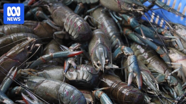 north-queensland-redclaw-farmer-partners-with-scientists-to-meet-rising-demand