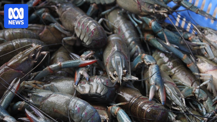 north-queensland-redclaw-farmer-turns-to-science-amid-surging-demand