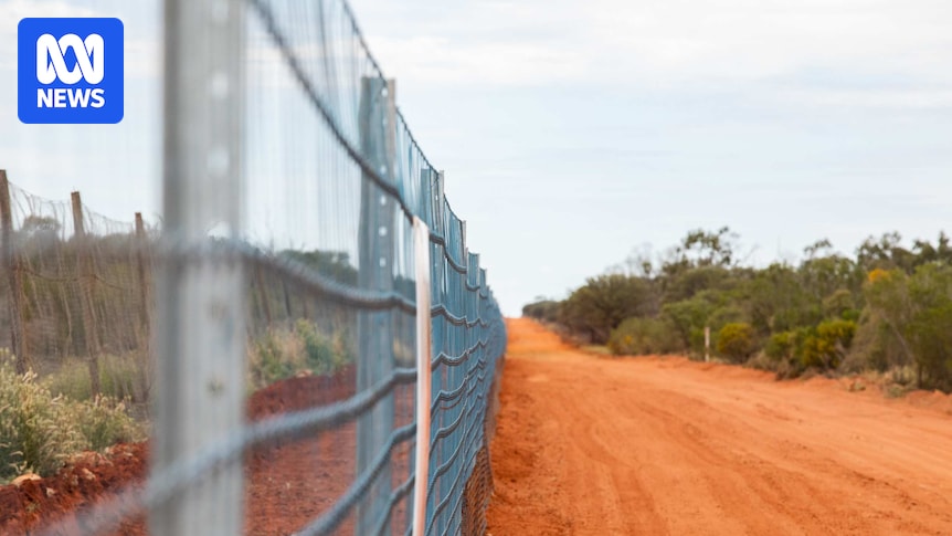 nsw-government-halts-400km-wild-dog-border-fence-project-sparking-outrage