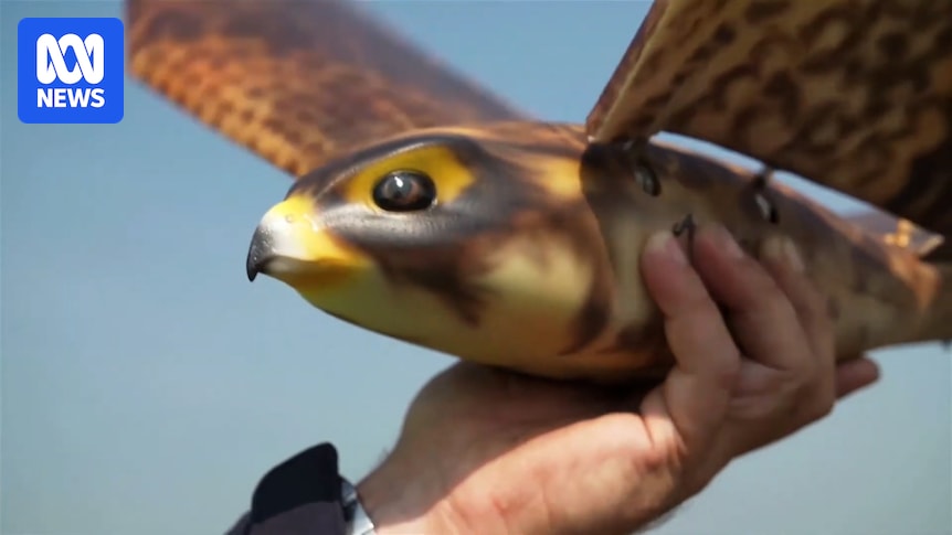 peregrine-falcon-drones-a-new-guardian-for-australian-orchards