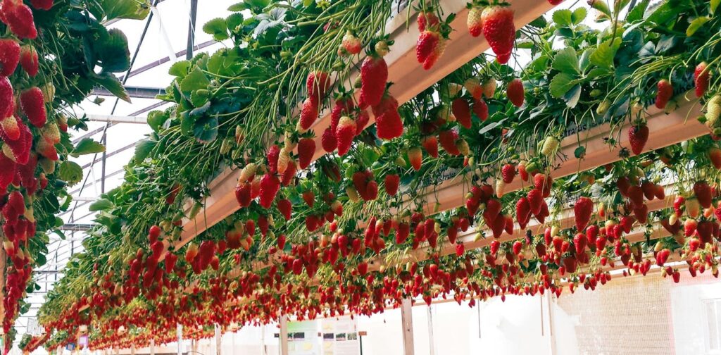 protected-cropping-a-solution-to-climate-challenges-in-agriculture