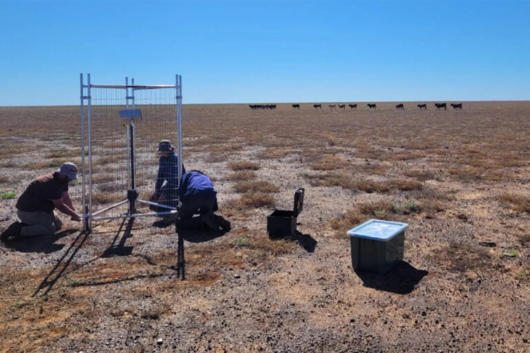 rare-plains-wanderer-spotted-on-remote-queensland-cattle-station