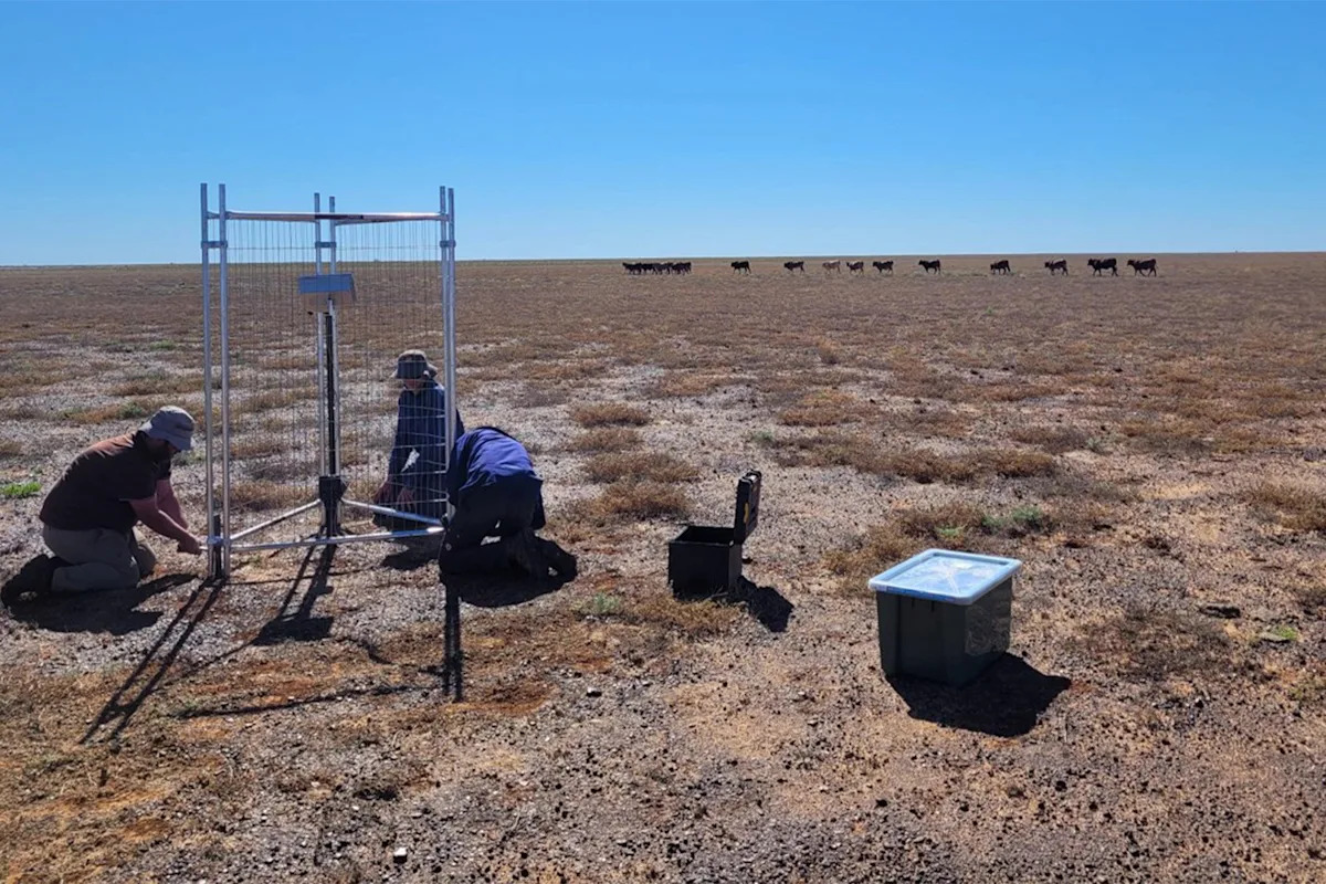 rare-plains-wanderer-spotted-on-remote-queensland-cattle-station