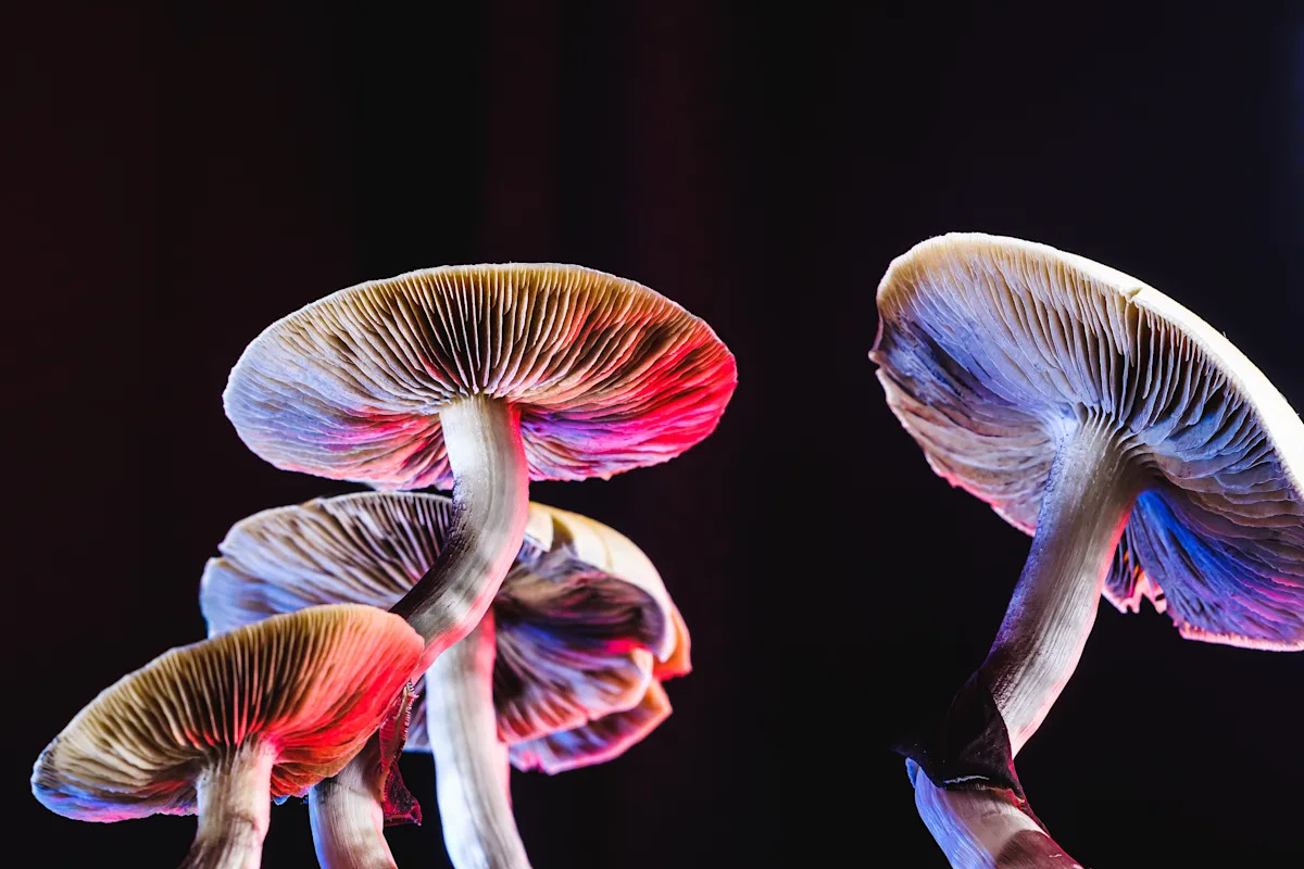 scientists-discover-new-magic-mushroom-species-shedding-light-on-evolution