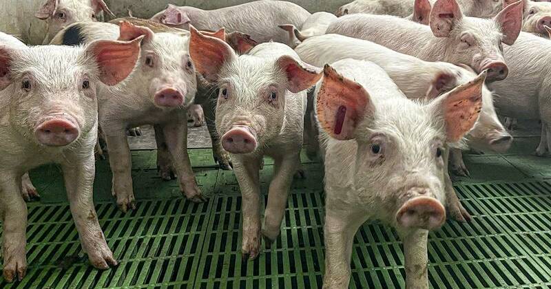 spain-reports-human-to-human-transmission-of-swine-flu-variant