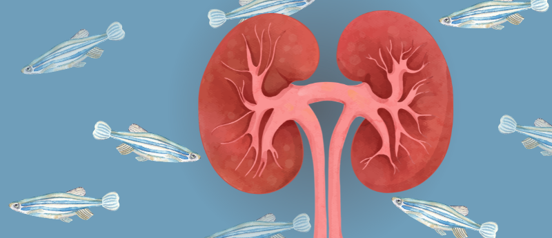 zebrafish-kidney-regeneration-offers-hope-for-human-kidney-repair